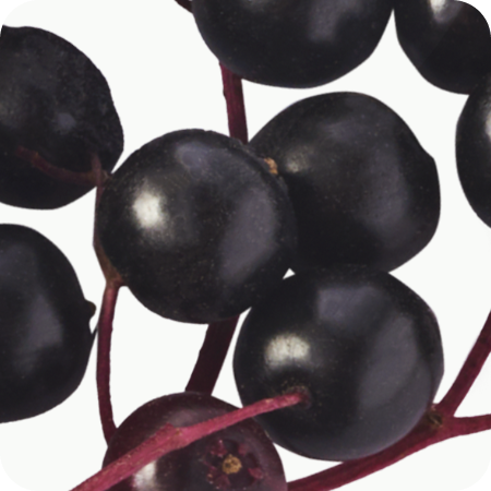 Elderberry